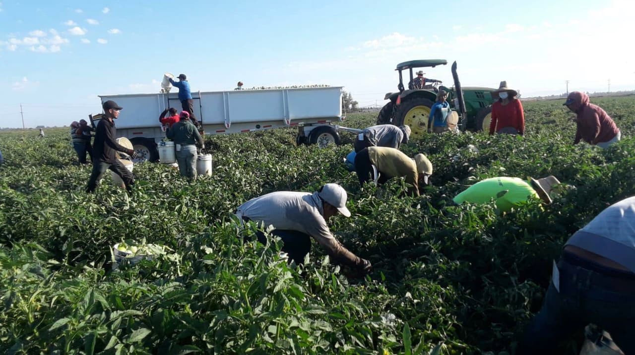 <b>Antonio compartió esta foto de la cosecha del tomate en Mendota</b> y cuenta que cada balde que llenen les hará ganar $.76 centavos.