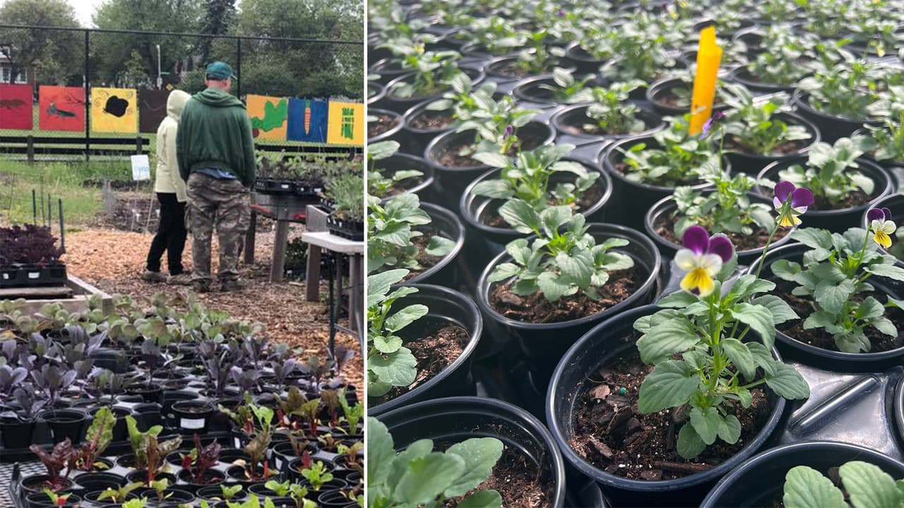 Regresa venta anual del invernadero de Kilbourn Park