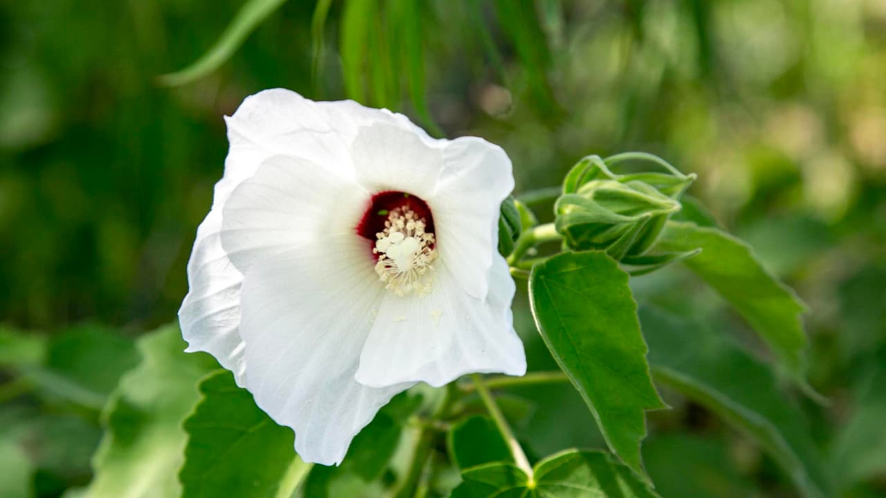 La Malva rosa blanca es una planta que puede verse adornar a lo largo de los senderos y pantanos del parque.