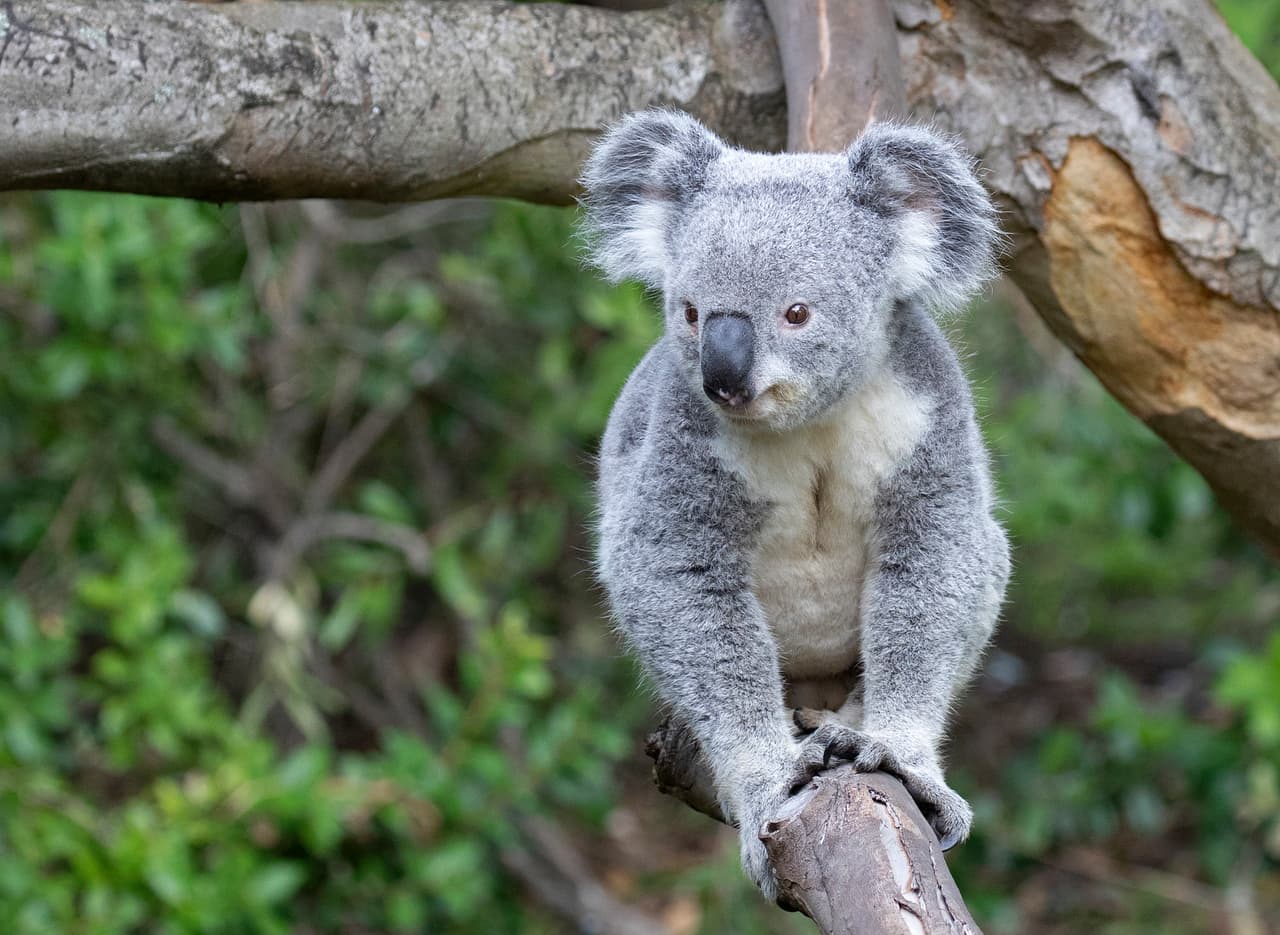 Recientemente, un koala de dos años hizo su debut en el zoológico después de venir del zoológico de Los Ángeles siguiendo una recomendación del plan de supervivencia de especies de koalas.