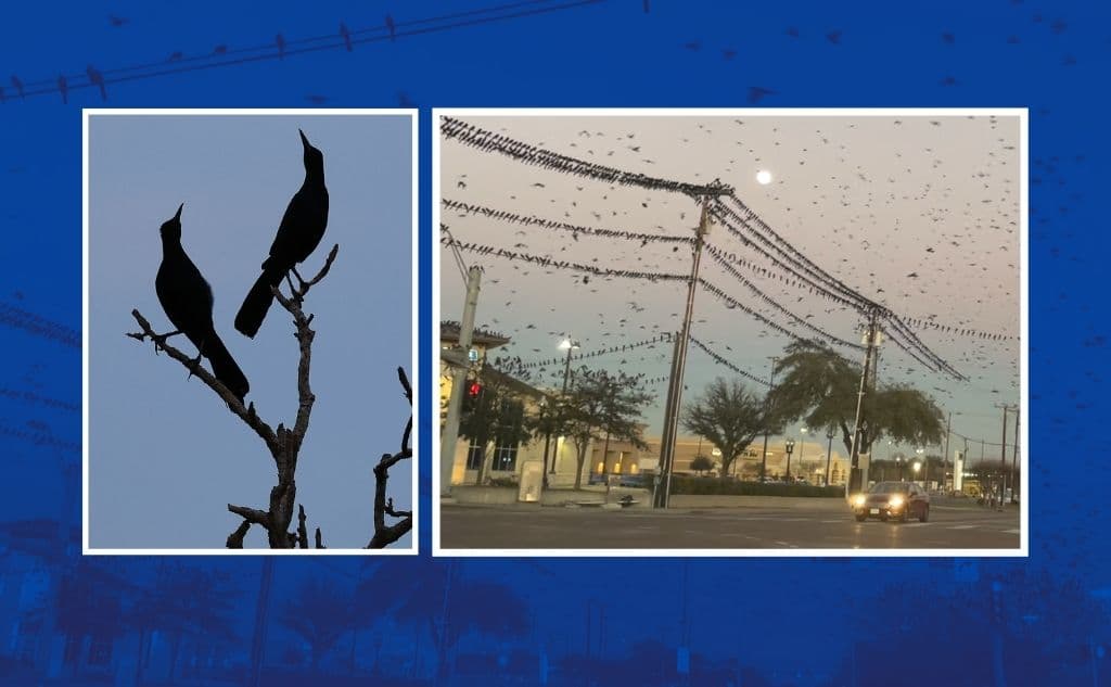 ¿Por qué pájaros negros invaden los supermercados Texas? Te lo explicamos