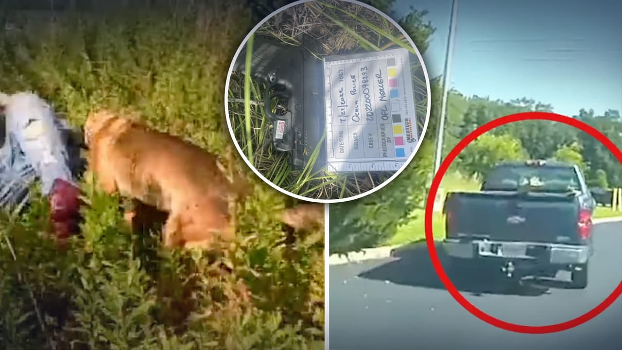 Perro policía captura a adolescente que robó una camioneta con un arma en Florida