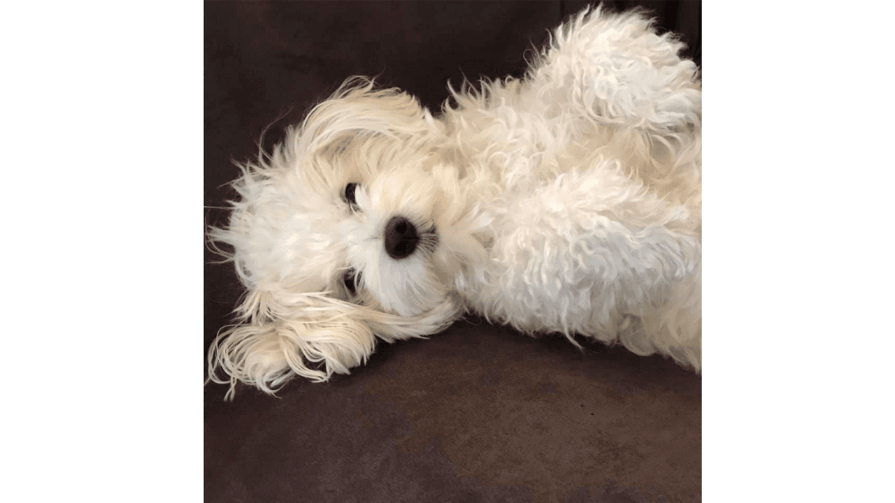 "Mi Sophie de 5 años".