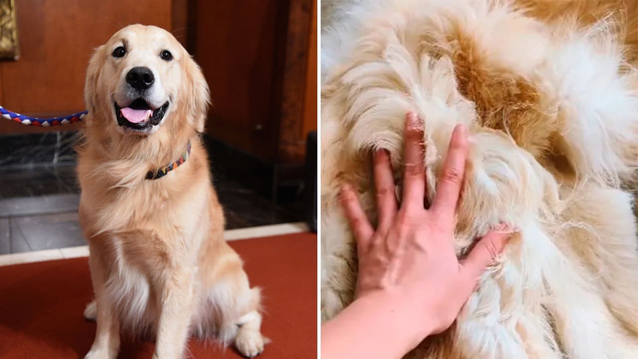 Familia convierte a su perro en alfombra y desata polémica en Internet: "Para tenerlo siempre"