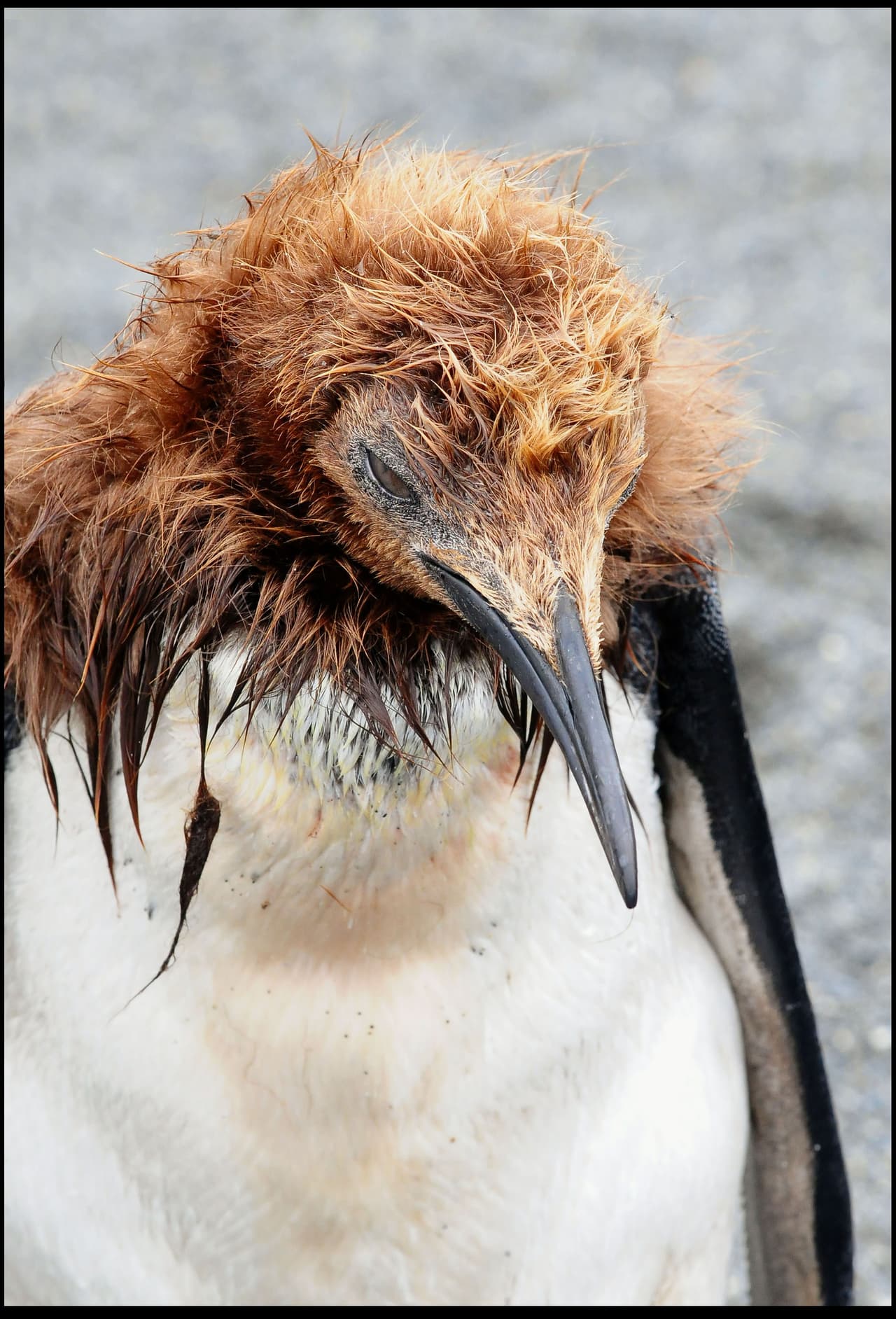¡Mira a este pingüino! Está quejándose con su mami del urgente corte de pelo que necesita.