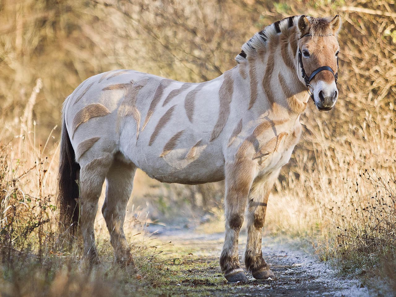 ¡Ups! Este caballo tenía tanta envidia de las cebras que hasta se convirtió en una.