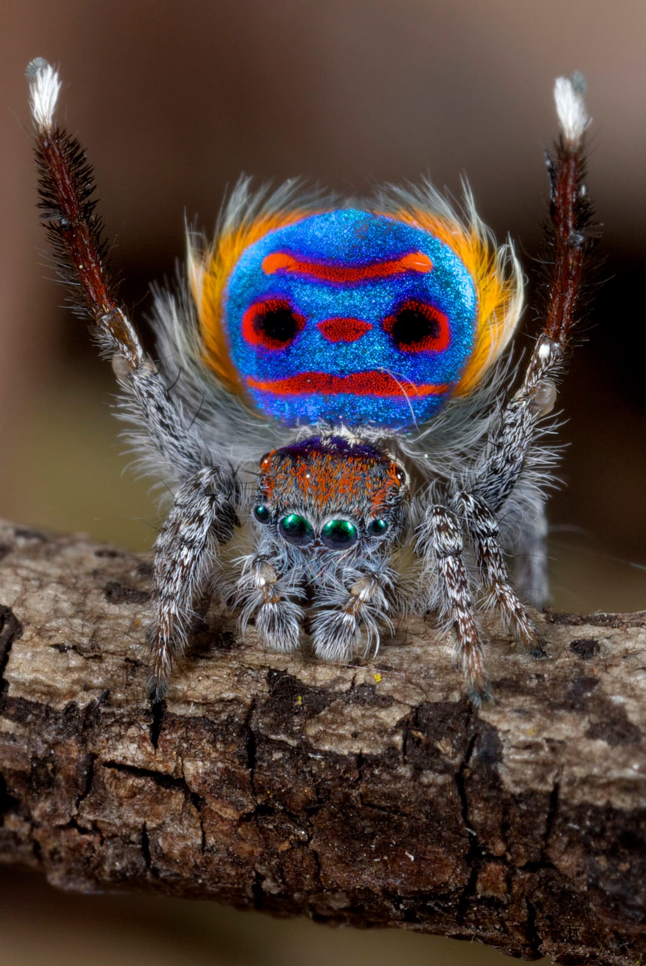 Algunas arañas incluso se peinan los colores de su pelaje, ¡pero lucen diabólicas!