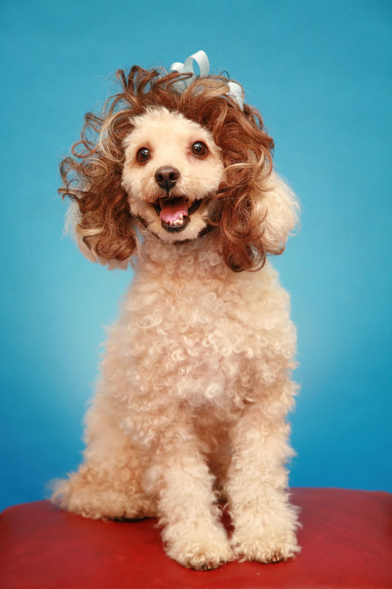 Alguien está usando peluquín: este cachorro no nos engaña.