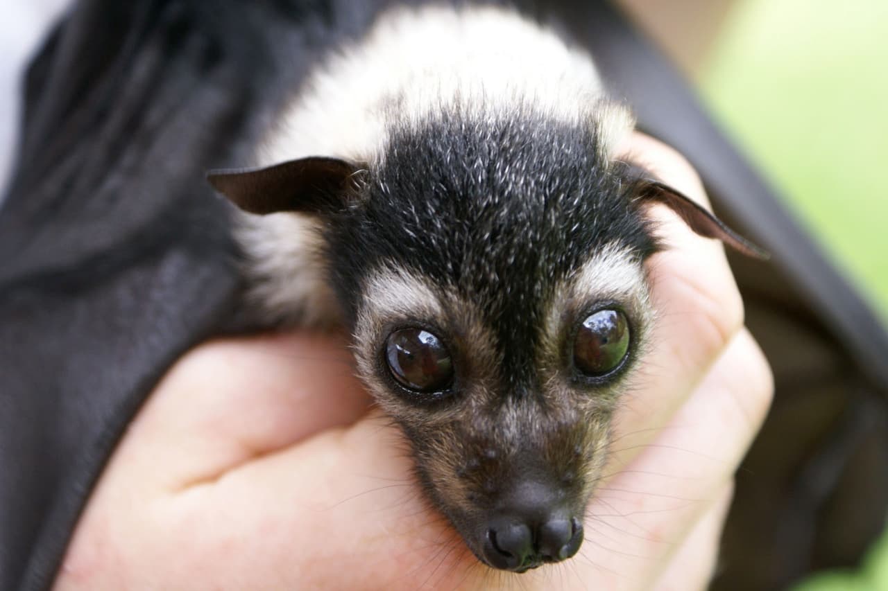 Lo bueno de tener el pelo corto es que no se debe preocupar por cómo luce cuando recién se despierta.