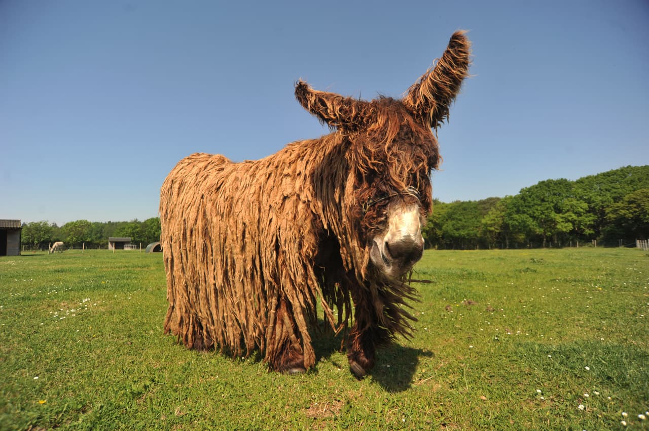 ¡Por supuesto que ibas a tener un 'bad hair day', burro! Necesita un corte de cabello urgente.
