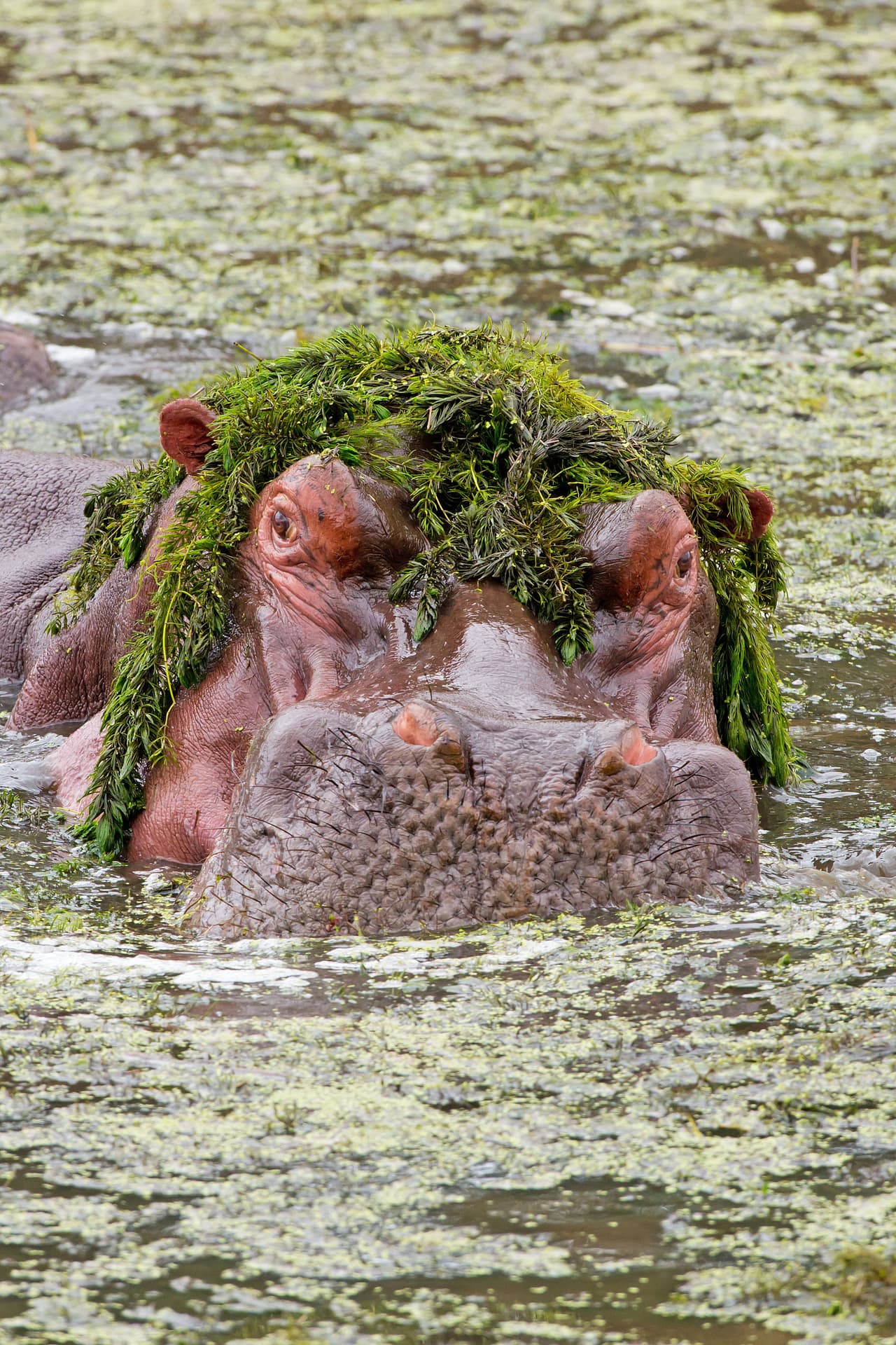 Pobrecillo hipopótamo. El agua arruinó su peluca.