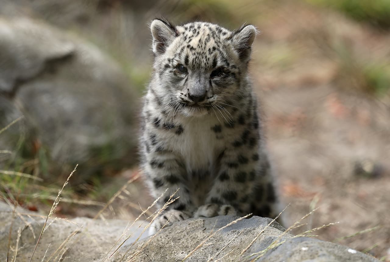 Se espera que las crías permanezcan al lado de su madre, llamada Dawa, hasta que cumplan un año de edad.