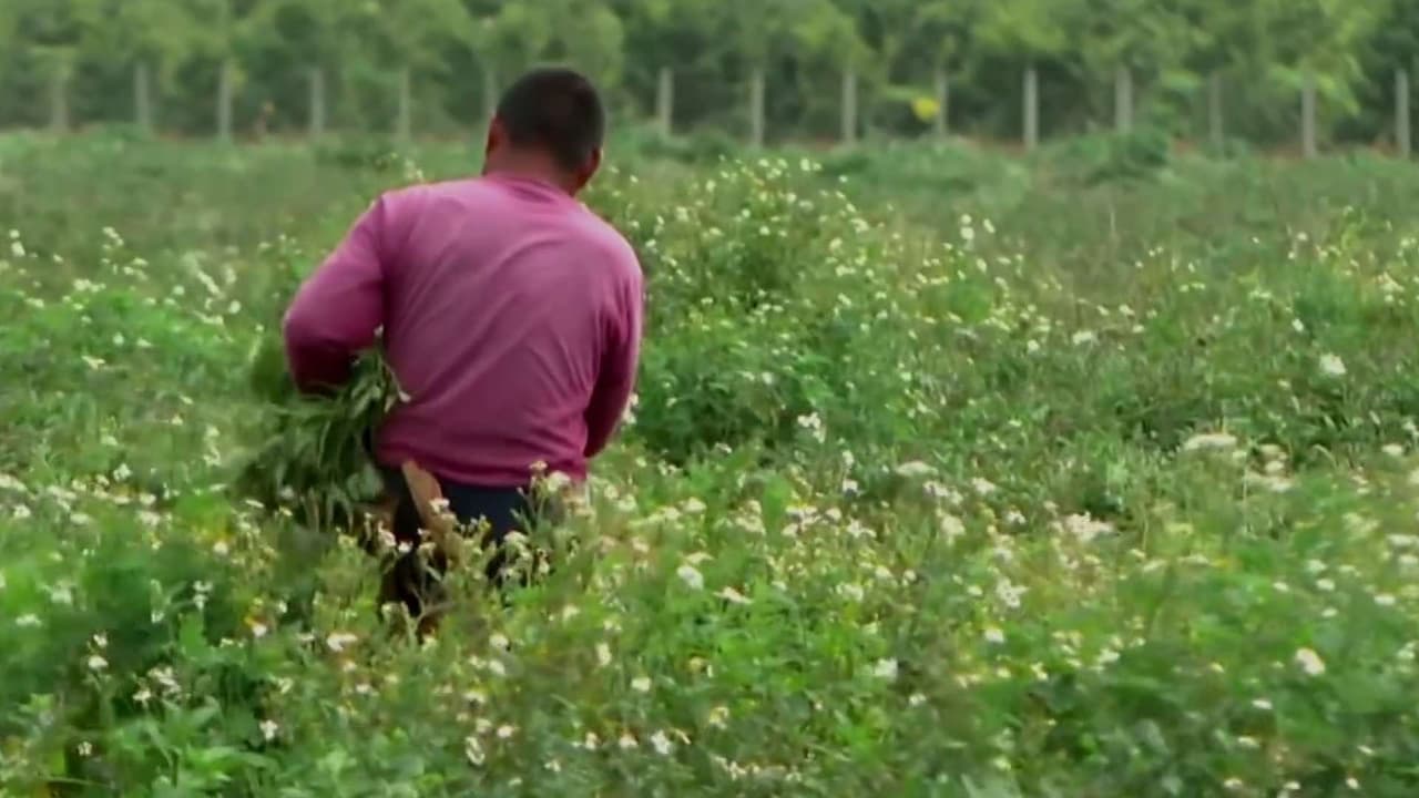 Agricultores se quejan de pérdidas millonarias por falta de trabajadores debido a las redadas en Florida