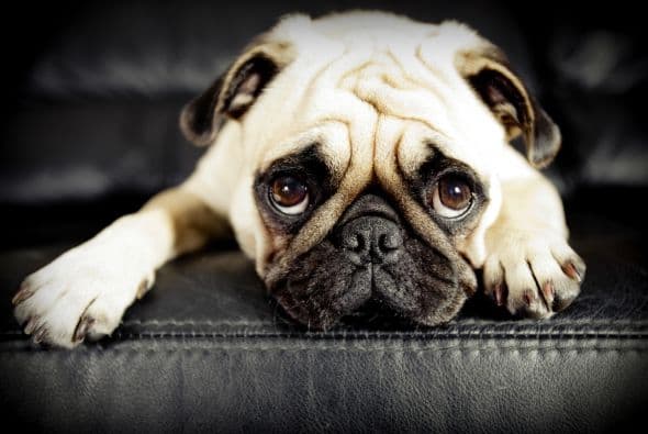 Pueden sufrir encefalitis del pug (PDE por sus siglas en inglés), una enfermedad específica de la raza que no tiene cura, explica el portal antes mencionado.