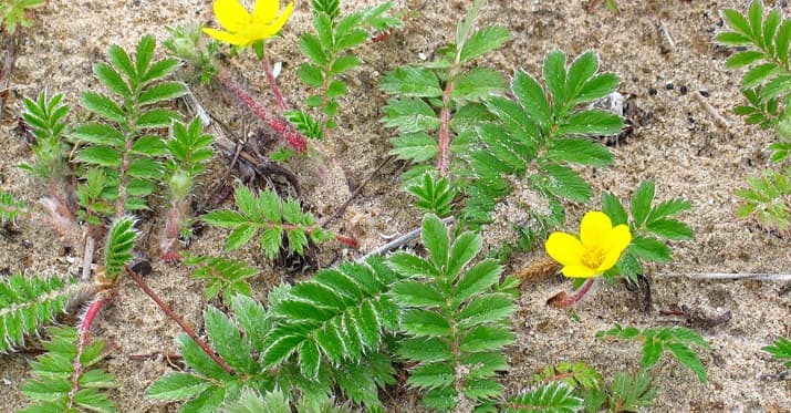 Plantas en las dunas de Chicago