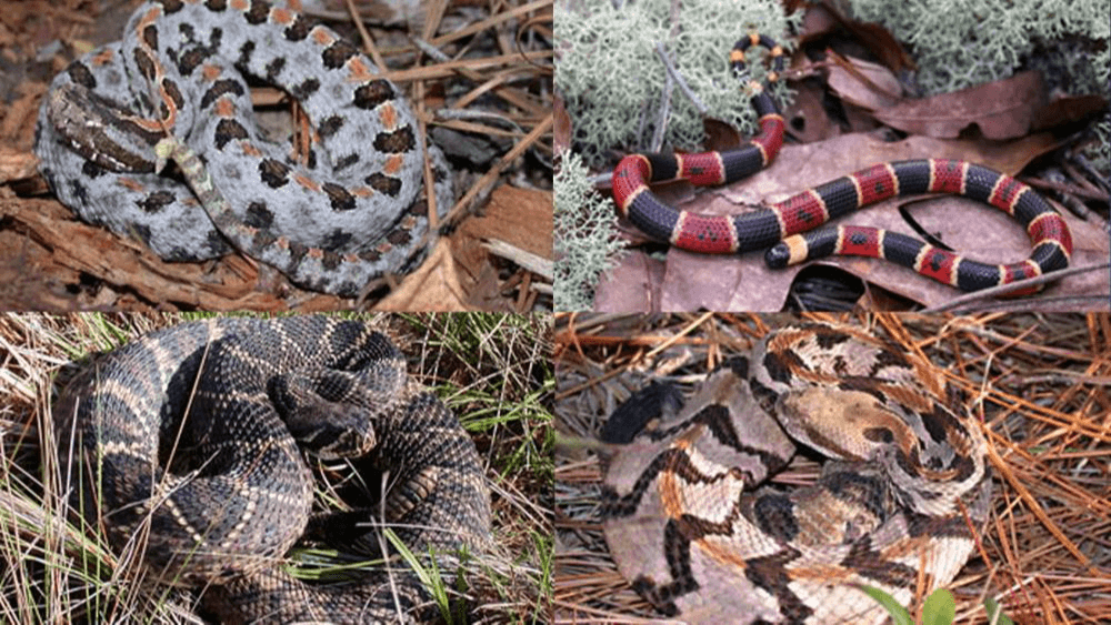 Para conocer todas las serpientes venenosas que habitan en Georgia, entra 
<b><a href="https://www.univision.com/local/atlanta-wuvg/temporada-serpiente-georgia-venenosas" target="_blank">aquí</a></b>.