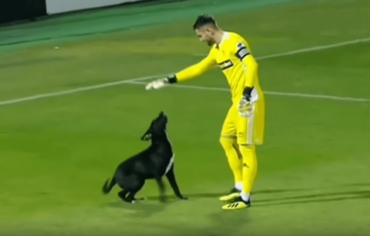 Un perro invade las canchas durante un partido de la Liga Nacional de Futbol de Georgia entre el Torpedo Kutaisi y Dila.