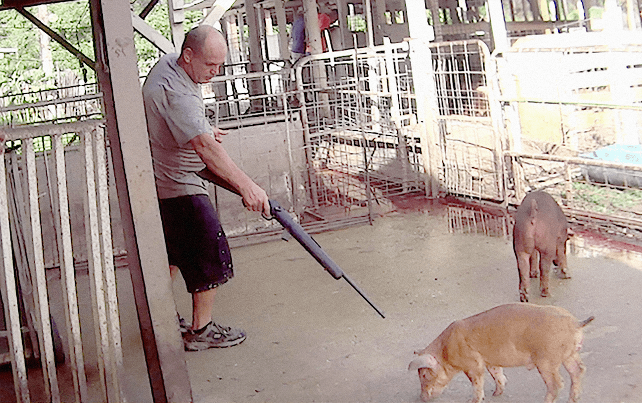 Según la investigación, los cerdos son arrastrados inhumanamente por sus orejas, extremidades y colas hacia las áreas de matanza.
<br>