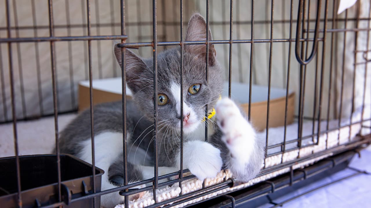 En el Refugio de Animales La Porte se salvó del sacrificio el 85.8 por ciento de perros y 67.1 por ciento de
<b><a href="https://www.univision.com/local/houston-kxln/arrestan-a-un-hombre-en-houston-por-torturar-un-gato-dentro-de-una-piscina">gatos. </a></b>