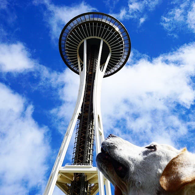 “Hola a todos, mi nombre es #Pohthedog. Me veo como un cachorro, pero tengo 15 años, 105 años perro, y aunque soy joven de corazón y mi mente despierta, mi cuerpo está pasando por el proceso natural de la vejéz”, se presentó el perrito en su primera foto en sus redes sociales.