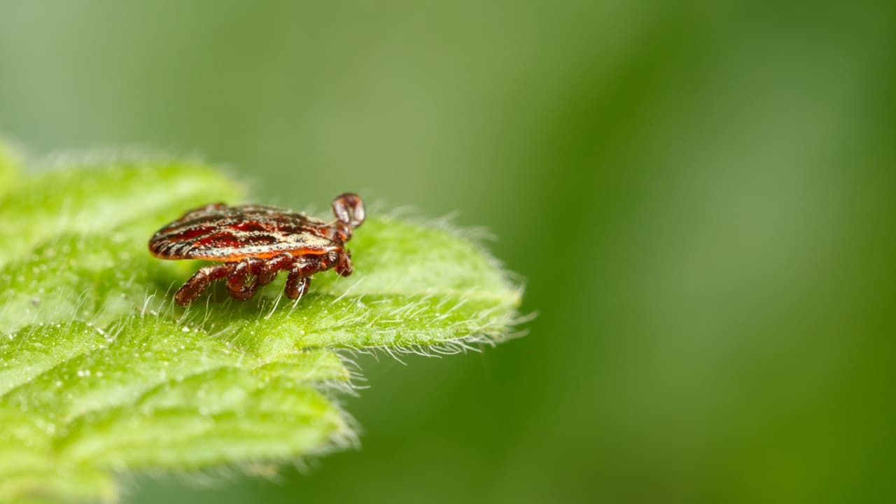 <h3 class="cms-H3-H3">Una amenaza en expansión </h3>
<br>Aunque durante años el síndrome alfa-gal fue visto como un problema raro, hoy se reconoce como 
<b>una condición creciente que afecta a miles de personas en distintas partes del país</b>. Para los hispanos comprender los riesgos, saber 
<b>cómo protegerse y reconocer los síntomas puede hacer la diferencia entre una picada incómoda y un cambio de vida permanente.</b>