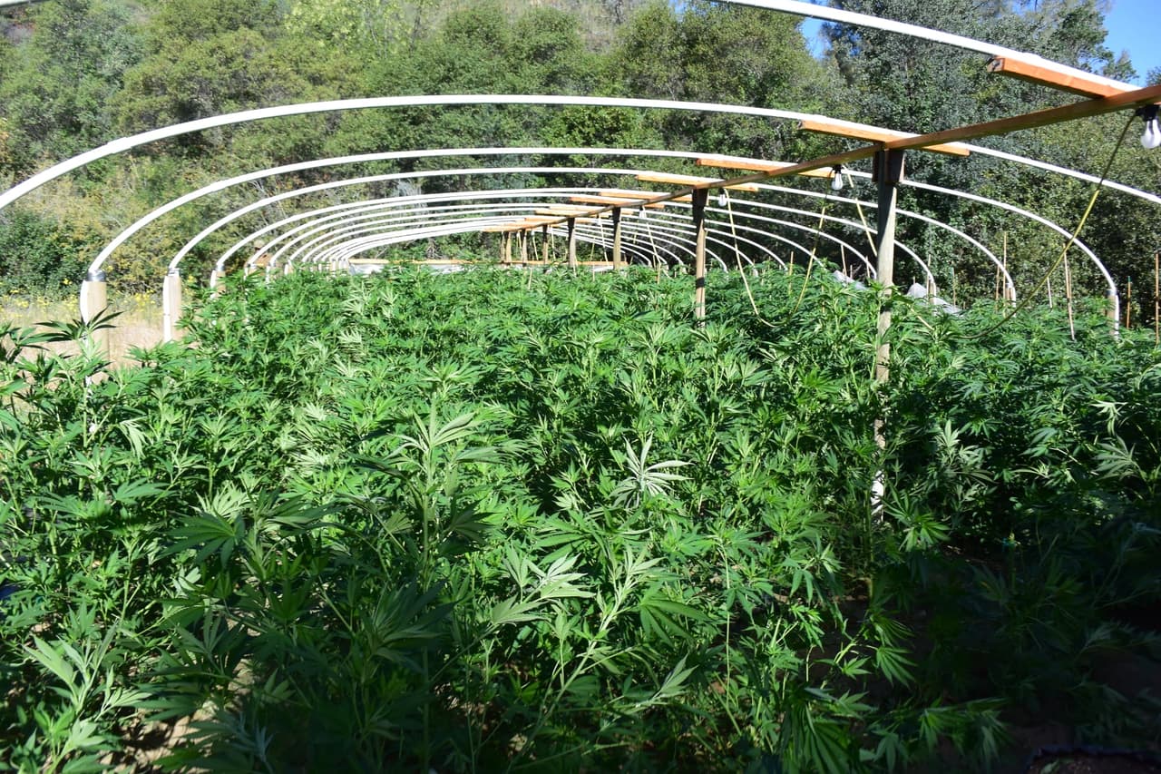 Operativo contra el narcotráfico: destruyen 32 toneladas de marihuana ilegal en el condado de Fresno