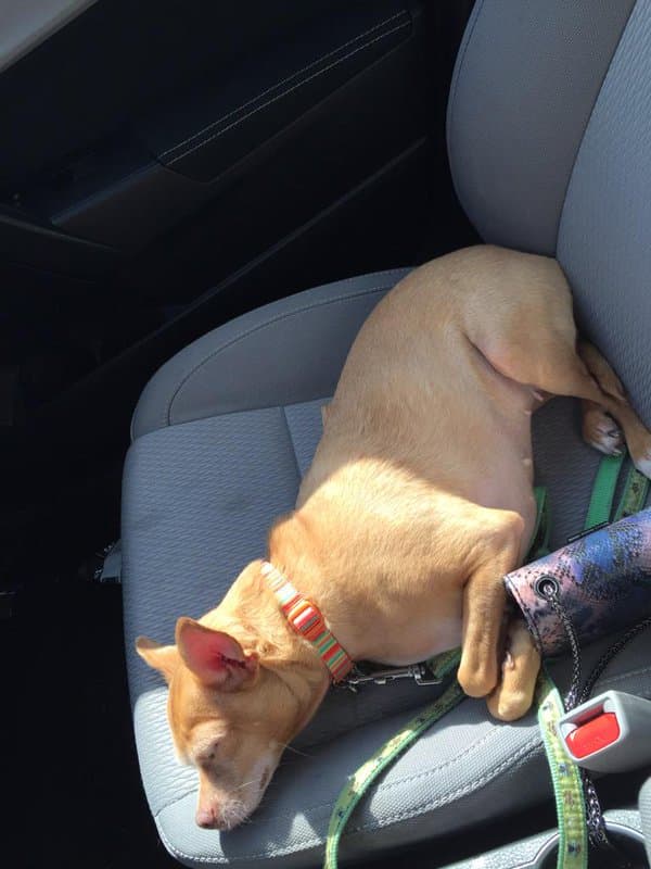 “Gracias a todos mis seres queridos por el apoyo el día de hoy. Atropellaron a mi Pasita, mi perra, porque venían escribiendo en su teléfono mientras manejaban”, escribió la actriz en Twitter e Instagram tras el accidente.
<br>