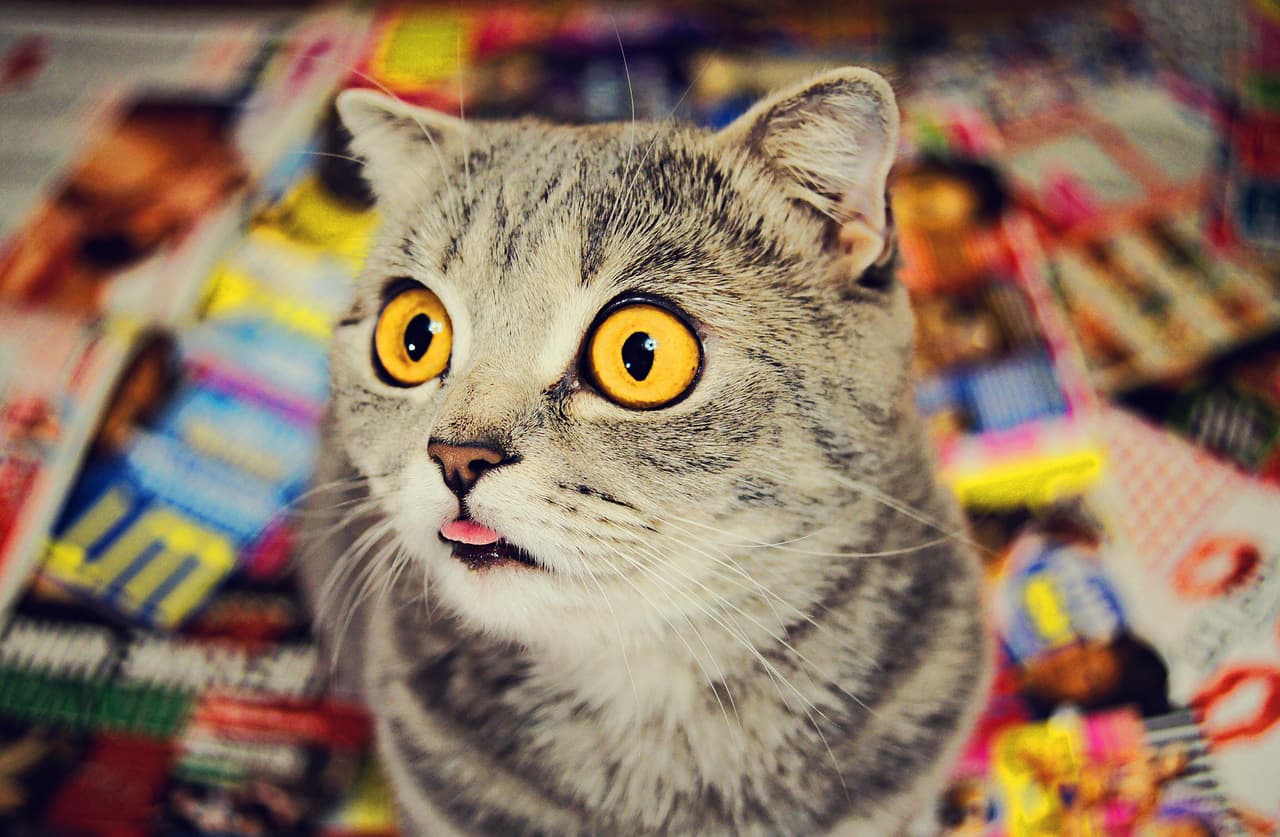 Tiene miles de personas pendientes de su próximo ‘outfit’ cuyo accesorio principal será su lengua.