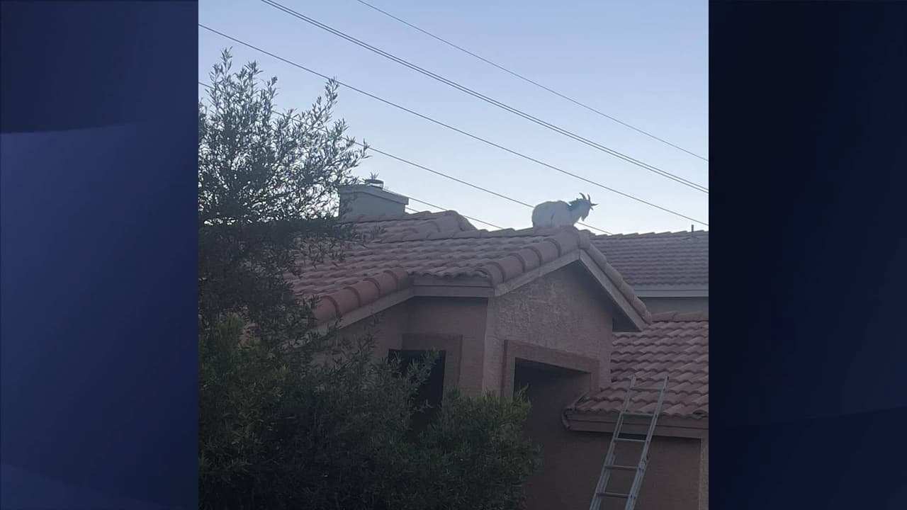 El rescate ocurrió la tarde del lunes 8 de enero, después de que “esta cabra aventurera subió demasiado alto”, de acuerdo con el Departamento de Bomberos.