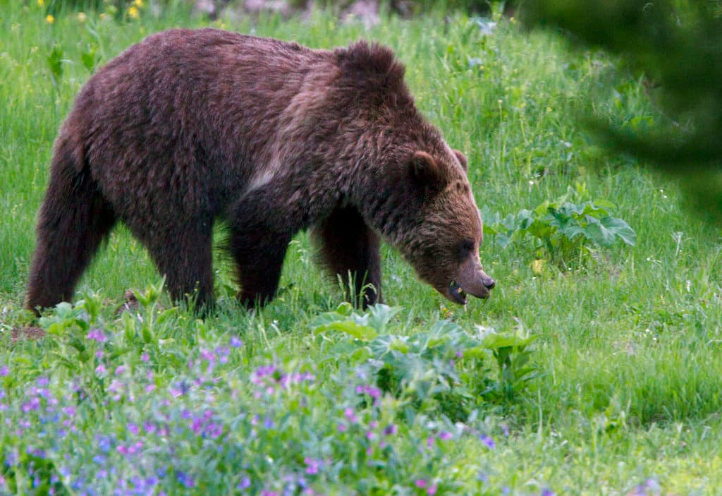 Una mujer que acampaba asustó a un oso, luego el grizzly regresó y la mató