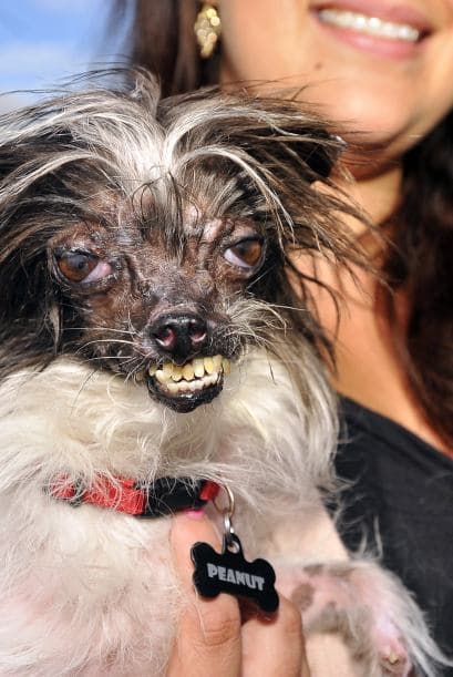Chandler dijo esperar que la victoria de su mascota sirviera para generar conciencia sobre el maltrato animal.