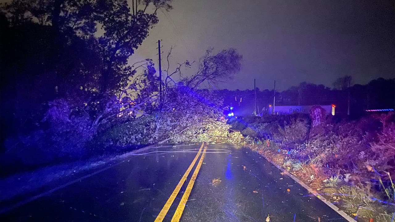 Árboles cíados en el condado de Cherokee.