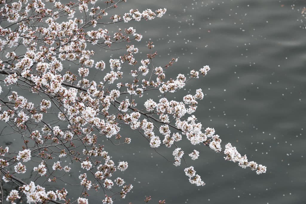 La fascinación de los japoneses por los cerezos es tal que existen multitud de aplicaciones de internet que facilitan hacer un seguimiento del "sakura", desde en qué momento y lugar han aparecido los primeros pétalos hasta el efecto de la presión atmosférica en las delicadas flores.