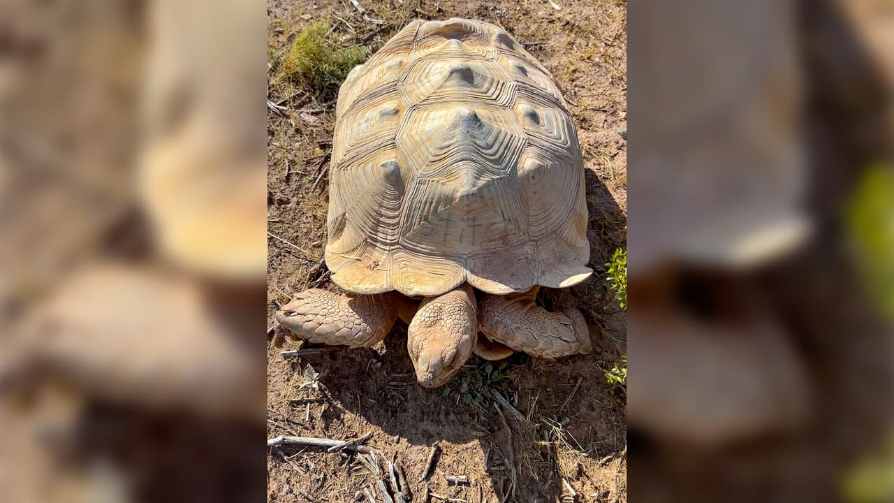 Los agentes reconocieron la etiqueta en el 
<b>caparazón de Stitch</b> y se comunicaron con el rancho Rooster Cogburn Ostrich Ranch, que confirmó que Stitch era una de sus tortugas residentes y que recientemente había escapado.