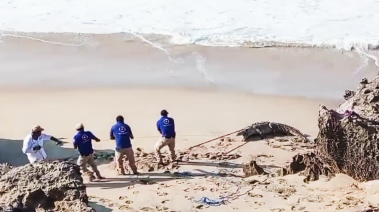 Imágenes impactantes: Así fue la peligrosa captura de un enorme cocodrilo en una playa de México