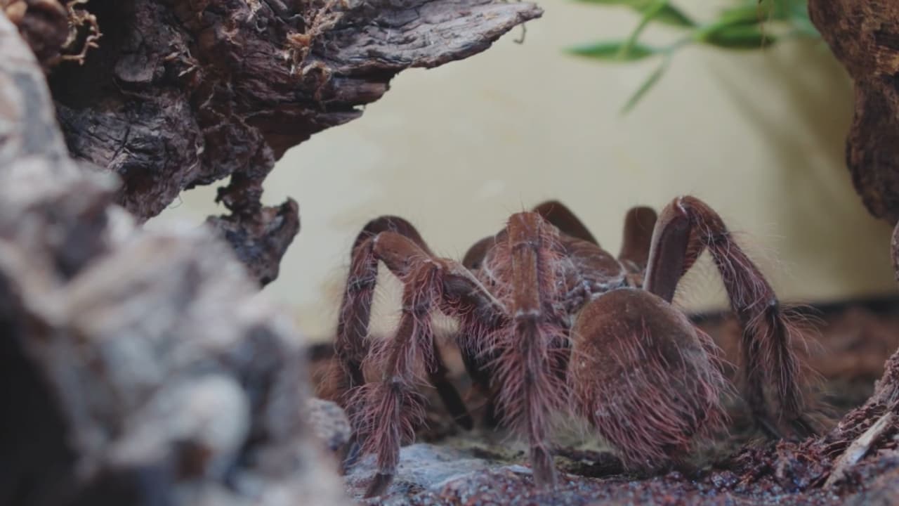 Tarántulas buscan pareja en Sacramento: expertos explican por qué verás más arácnidos este otoño