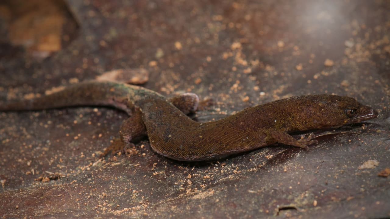 Nuevo gecko descubierto en Venezuela: Biólogos de UT Arlington revelan una especie nunca vista.