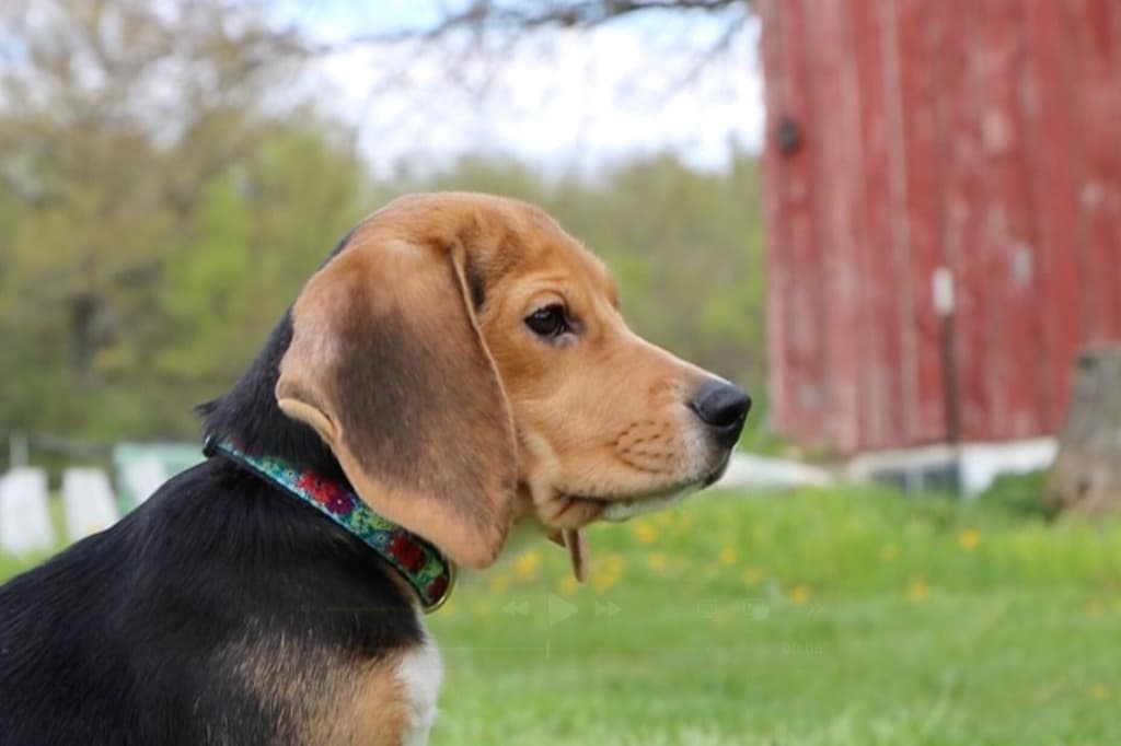 1,500 beagles tendrán nuevas vidas tras ser retirados de centro de investigación
