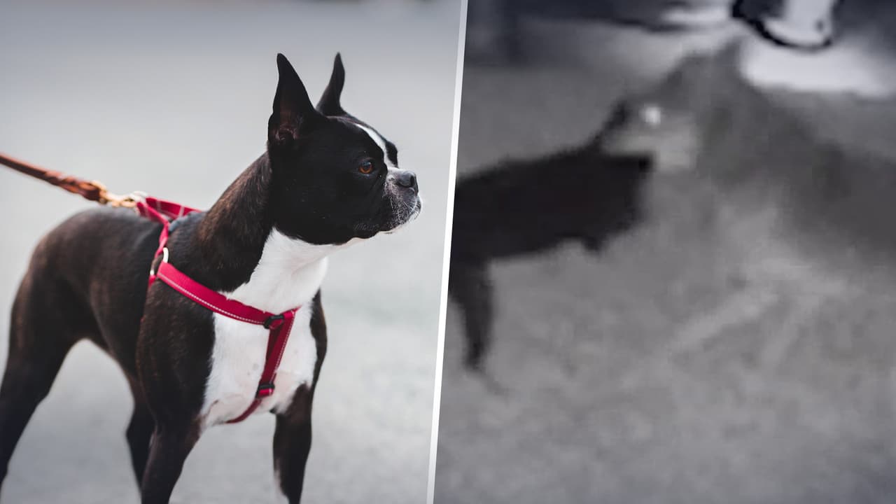 “El hermano mayor vino a tratar de salvarla”: Coyote ataca a Boston Terrier y esto fue lo que hizo un labrador
