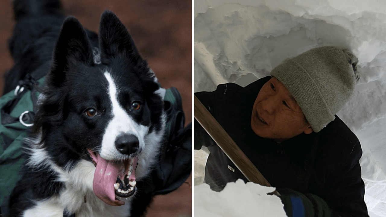 Perrita rescata a hombre enterrado en la nieve y él graba el momento: el video es sorprendente