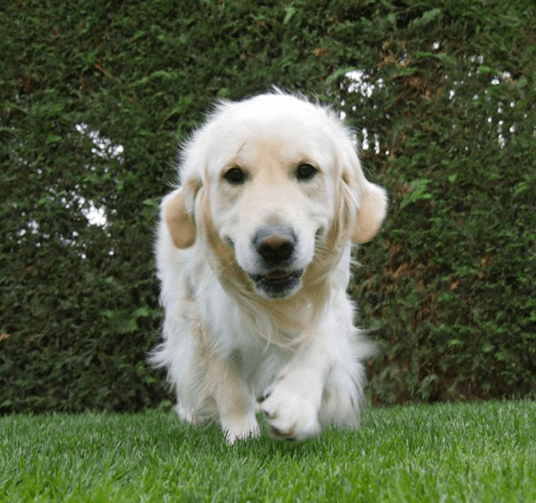 Su perro Poker es famoso en Instagram, pues también tiene su propia cuenta.