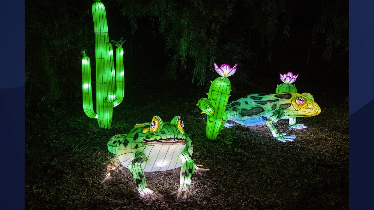 Según el Zoológico de Phoenix, en noches selectas, residentes pueden disfrutar de presentaciones especiales a las 7 pm durante su recorrido.