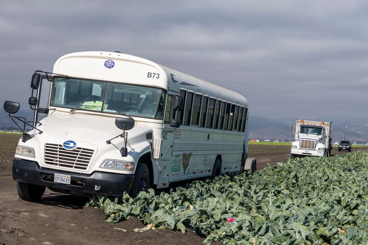 Un bús que se utiliza para transportar a los trabajadores agrícolas está estacionado al lado de un campo que se cosecha en Salinas, California, el jueves 2 de julio de 2020.
