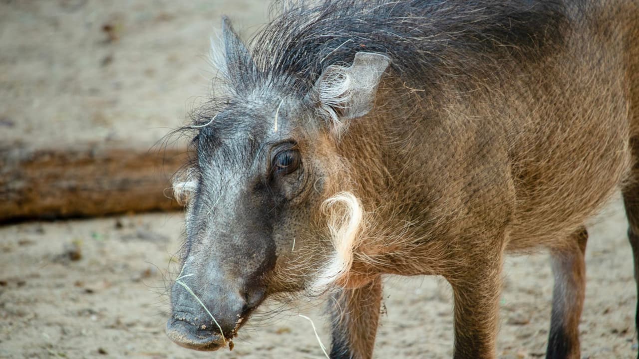 Este San Valentín, sé parte de algo más grande al regalar un gesto lleno de significado y contribuir al bienestar de los animales del Zoológico de Dallas. 
<b>Adopta un animal y crea recuerdos duraderos mientras apoyas una causa noble</b>. ¡Haz de este día una celebración inolvidable llena de amor y compasión!