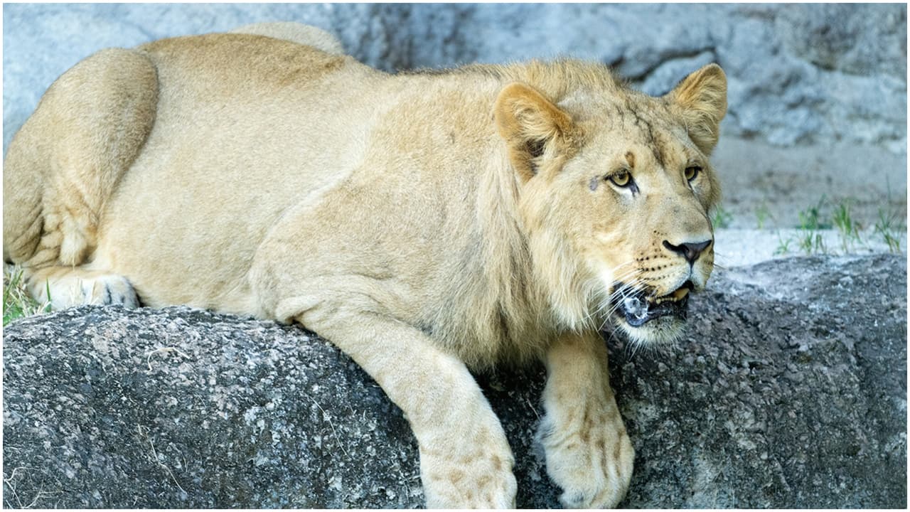 Los nuevos leones del Zoológico de Miami serán exhibidos al público gradualmente.