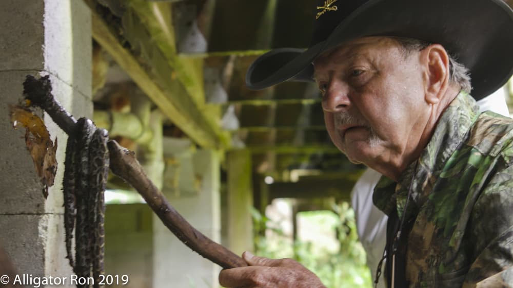 Desde entonces se han eliminado más de 2540 serpientes.