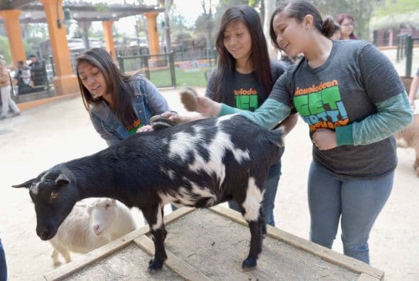 Famosos, voluntarios y hasta las Tortugas Ninja se divirtieron a lo máximo durante la fiesta rural "Get Dirty" en el Zoológico de Los Ángeles. El evento les permitió a los participantes un día repleto de actividades junto a los animalitos. Asimismo, la diversión tuvo un enfoque en la conservación del medio ambiente.