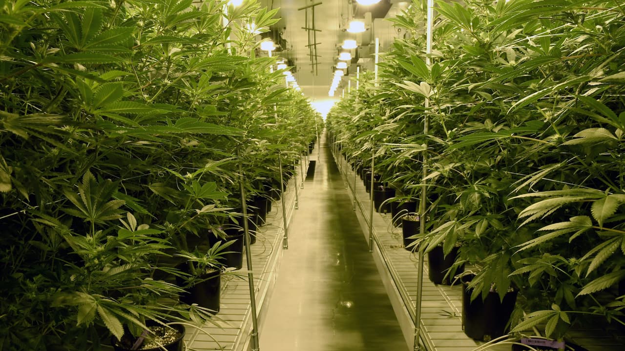 <h3 class="cms-H3-H3">Aprueban consumo recreativo de marihuana</h3>
<br>Una de las leyes que más atención recibió en Illinois fue 
<a href="https://www.univision.com/local/chicago-wgbo/el-gobernador-de-illinois-firma-ley-que-legaliza-el-consumo-recreativo-de-la-marihuana">la legalización recreativa de la marihuana,</a> la cuál entra en vigor el 1 de enero de 2019 en todo el estado. Esta ley permitirá a todos los residentes de Illinois consumir la droga de manera recreativa siempre y cuando sean mayores de 21 años.
<br>
<br>La ley además permite que se abran dispensarios en ciudades de Illinois como Chicago para que la gente pueda comprar la droga de forma legal. Sin embargo, esta ley no aplicará de la misma forma a todos los residentes del estado. Ciudadanos no tendrán problemas con consumirla, sin embargo, 
<a href="https://www.univision.com/local/chicago-wgbo/advierten-a-quienes-estan-pasando-por-procesos-migratorios-sobre-el-uso-de-marihuana-en-illinois">expertos legales recomendaron que inmigrantes no consuman la droga,</a> debido a que a nivel federal continúa siendo ilegal estar en posesión, comprar o distribuir marihuana. Las autoridades migratorias forman parte de organismos federales, por lo que si en un proceso alguien es vinculado a la droga, puede afectar de manera significativa la permanencia en los Estados Unidos.