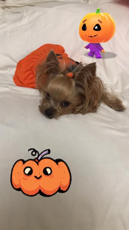 La mascota de Julimar Rivera también celebra el Día de la Madre del #hijoperruno