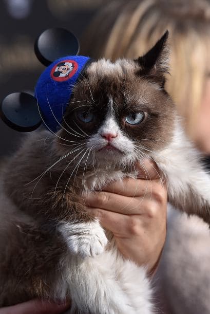 Una celebridad arizonense captó la atención de las cámaras durante la alfombra roja del estreno de la película de Disney "Cinderella". Sin embargo, no se trata de un actor, músico o atleta, sino del famoso Grumpy Cat, quien cautivó a más de uno con su carita de enojado. Hasta los cineastas de "Frozen" se tomaron una foto con el felino. Aunque parece molesto, al parecer al gatico le gustan las cámaras porque estuvo muy tranquilo mientras explotaban las luces de los fotógrafos.
